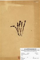 藏品(臺灣耳蕨)的圖片